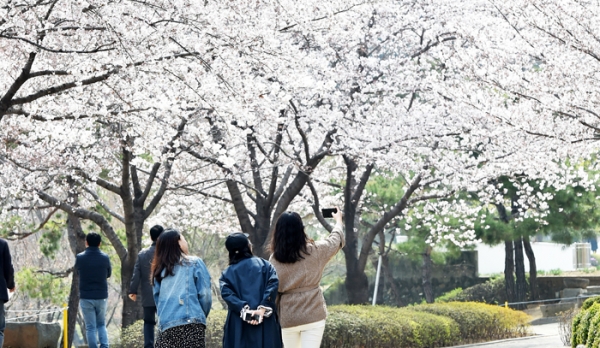 봄기운이 완연한 25일 오후 대구 남구 대명동 계명대학교 교정에서 학생들이 활짝 핀 벚꽃 아래를 거닐며 봄을 만끽하고 있다. 