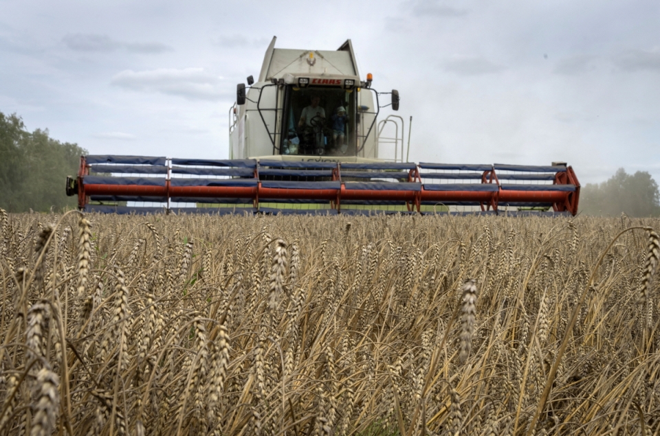 지난 2022년 8월9일 우크라이나 즈후리브카 마을에서 밀이 수확되고 있는 모습.